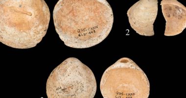 الكشف عن "أصداف" ارتداها الإنسان قبل 120 ألف سنة بالأراضى المحتلة