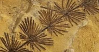 اكتشاف حفرية نباتية عمرها 160 مليون سنة شمالى الصين 