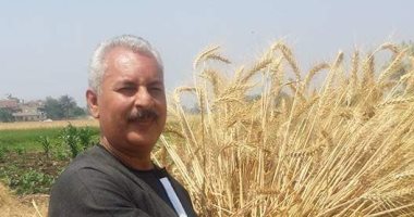 نقيب الفلاحين: موسم توريد القمح من أنجح المواسم بزيادة 300 ألف طن