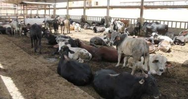 الغضبان: بورسعيد مركز لتوزيع اللحوم للمحافظات ونحقق اكتفاء ذاتى من "البلدي".. صور