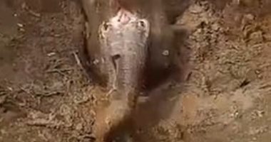 فرق تتدخل لإنقاذ فيل سقط بطريقة غريبة فى حفرة بالهند.. صور