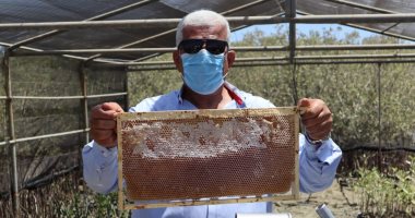 نقيب الزراعيين: تطبيق أول نموذج لإنتاج أجود أنواع "عسل المانجروف" بالبحر الأحمر