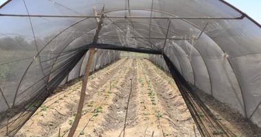 محافظ الوادى الجديد يتفقد مشروع الصوب الزراعية بغرب الموهوب ويوجه بفتح منافذ للبيع