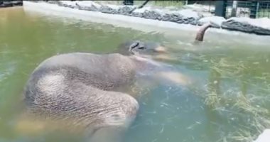 فيل اعتاد أخذ قيلولته فى حمام السباحة بحديقة حيوانات تكساس.. اعرف قصته