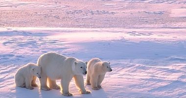 دراسة تحذر: الدببة القطبية معرضة لخطر الموت بحلول عام 2100