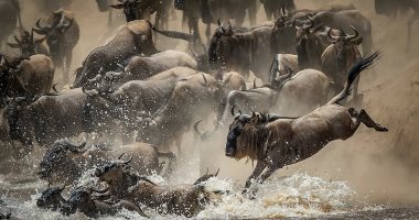 لقطات قفز الحيوانات تفوز بالجائزة الأولى فى مسابقة تصوير الحياة البرية.. صور