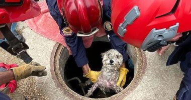 إنقاذ كلب صغير بعد سقوطه فى بالوعة بعد 3 أيام بولاية كاليفورنيا.. صور