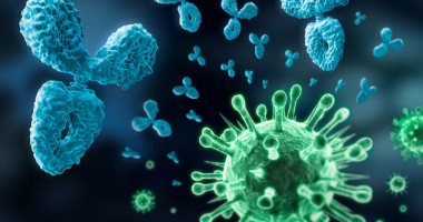 كوكتيل أجسام مضادة يُظهر قدرة على تحييد فيروس كورونا