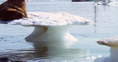 جارديان: اختفاء 28 تريليون طن "جليد" من سطح الأرض منذ عام 1994