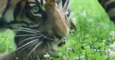 أنثى من نمور "سومطرة" تبصر النور بحديقة للحيوانات فى بولندا.. فيديو