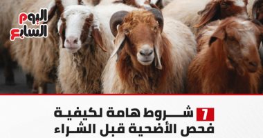 7 شروط لفحص أضحية العيد قبل الشراء.. إنفوجراف