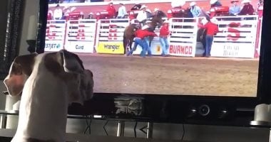 كلب يقلد الخيول أثناء مشاهدته إحدى المسابقات على التليفزيون.. فيديو وصور