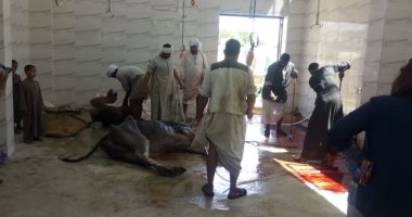 الأقصر تجهز 5 مجازر حكومية لاستقبال أضاحى العيد وذبحها بالمجان