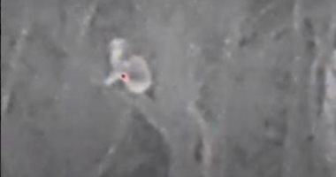 طائرات درون بأشعة تحت حمراء للبحث عن الكوالا فى غابات أستراليا.. فيديو