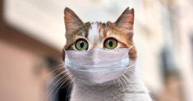 إصابة قطة بسلالة فيروس كورونا الجديدة بروسيا.. عانت من فقدان الشهية والحمى