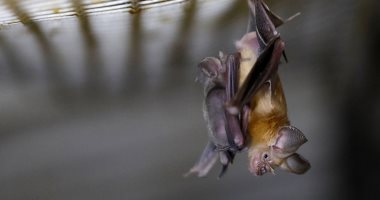  بلومبرج: فيروس كورونا انتشر فى الخفافيش منذ عقود دون أن يلاحظه أحد