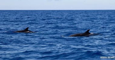 فيديو.. الحيتان الحدباء تنعش السياحة فى كوستاريكا