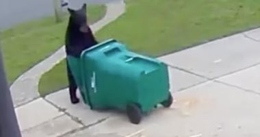 دب يبحث عن الطعام فى سلة القمامة بولاية فلوريدا الأمريكية .. فيديو