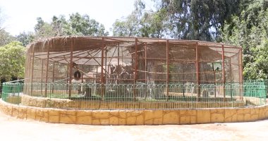 حديقة الحيوان تضيف قفصا جديدا لقرد الكابوتشى.. فيديو