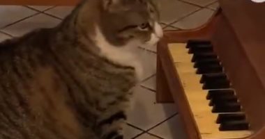 قط يعزف على البيانو لإبلاغ صاحبته بالجوع فى أمريكا.. فيديو