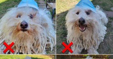 كلب زوكربيرج يشرح الطريقة الصحيحة لارتداء الكمامة فى أسبوع القناع العالمى