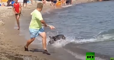 خنزير برى بين المصيفين على شاطئ ألمانيا.. فيديو