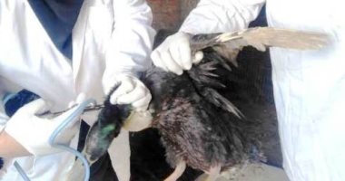 بيطرى الشرقية تحصن 325 ألفا و370 طائرا ضد مرض أنفلونزا الطيور