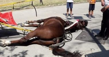 جريدة إيطالية تنشر صور نفوق حصان فى كاسيرتا بسبب ارتفاع درجات الحرارة