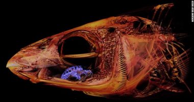 عالم أحياء يعلن اكتشاف صادم لـ"قملة" تأكل لسان سمكة.. صور