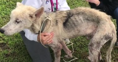 رجل يترك كلبا للموت جوعا انتقاما من زوجته بعد طلاقهما.. ونشطاء ينقذونه