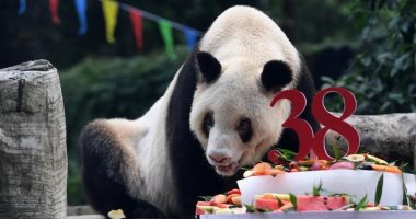 حديقة حيوان صينية تحتفل بعيد الميلاد الـ38 لأكبر باندا عملاقة فى العالم