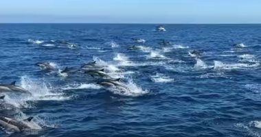 مئات الدلافين تلعب وتتسابق جنوب ولاية كاليفورنيا.. فيديو