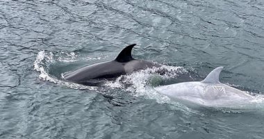 لقطات فيديو نادرة لحوت أوركا القاتل لأول مرة بالقرب من سواحل ألاسكا