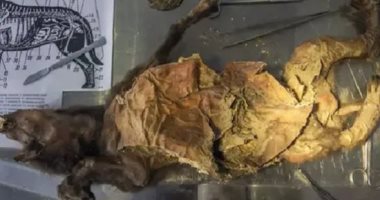العثور على كلب نافق منذ 14 ألف عام معدته تحتوى على قطعة من وحيد القرن الصوفي