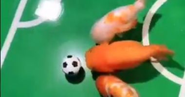 الفراغ يعمل أكتر من كدة..  صينى يدرب أسماكه على لعب كرة القدم.. فيديو وصور