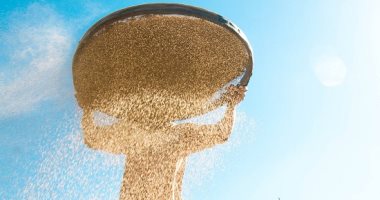 مؤسسة الحبوب السعودية تطلب شراء 715 ألف طن من القمح