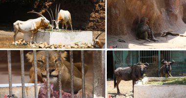 حديقة الحيوان تستعرض إنجازات الحفاظ على سلالات نادرة فى عيد ميلادها الـ130