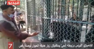 فيديو.. الشامبنزى "البرنس وزوجته إنجى" يستقبلان زوار حديقة الحيوان بوصلة رقص