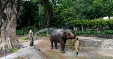 حيوانات أقدم حديقة فى العالم بفيتنام تفتقد الزوار بسبب كورونا ..ألبوم صور