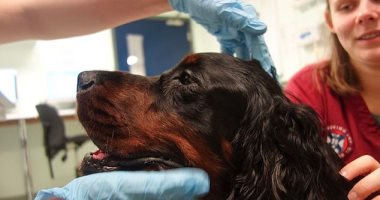 حكاية أول كلب فى بريطانيا يعالج من السرطان بعلاج الورم المخصص للإنسان