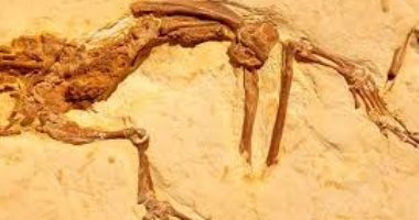 العثور على بقايا أحفورية لنوع من الضفادع عمرها 119 مليون عام بالبرازيل.. صور