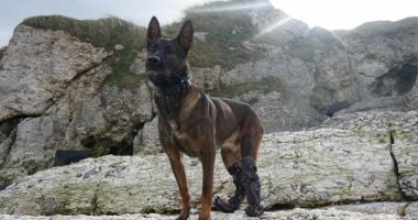 الكلب "كونو" يحصل على أرفع الأوسمة العسكرية البريطانية بعد إصابته بمطاردة