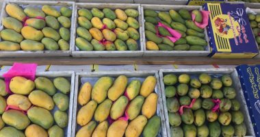 الزراعة تعلن تخطى صادرات المانجو والجوافة 16 ألفاً و309 أطنان وجار شحنها للخارج
