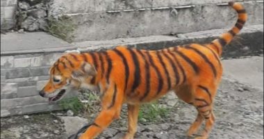 «الكلب النمر» يثير الغضب فى ماليزيا ومكافأة لمن يبلغ عن الجانى.. صور