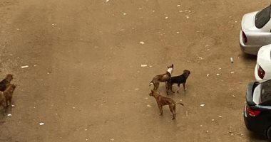 سيبها علينا " قارئ يشكو من انتشار الكلاب الضالة بشارع مصطفى المصرى بالجيزة