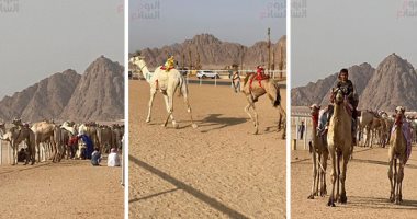 استعدادات لتنظيم أول سباق هجن لموسم 20/21 أكتوبر المقبل بجنوب سيناء