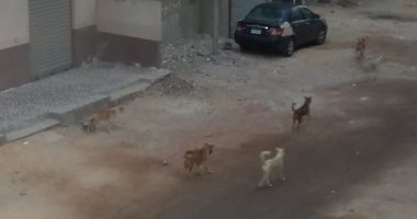 شكوى من انتشار الكلاب الضالة بحى عتابة محافظة السويس