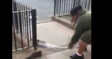 فأر يهاجم حمامة حية فى نيويورك قبل إنقاذها..فيديو