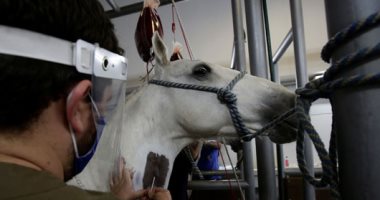 دراسة صينية: عشرات الثدييات قد تصاب بكورونا منها الخيول والدلافين 
