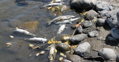 العثور على مئات الأسماك الميتة بشاطئ ولاية مونتانا الأمريكية.. اعرف التفاصيل